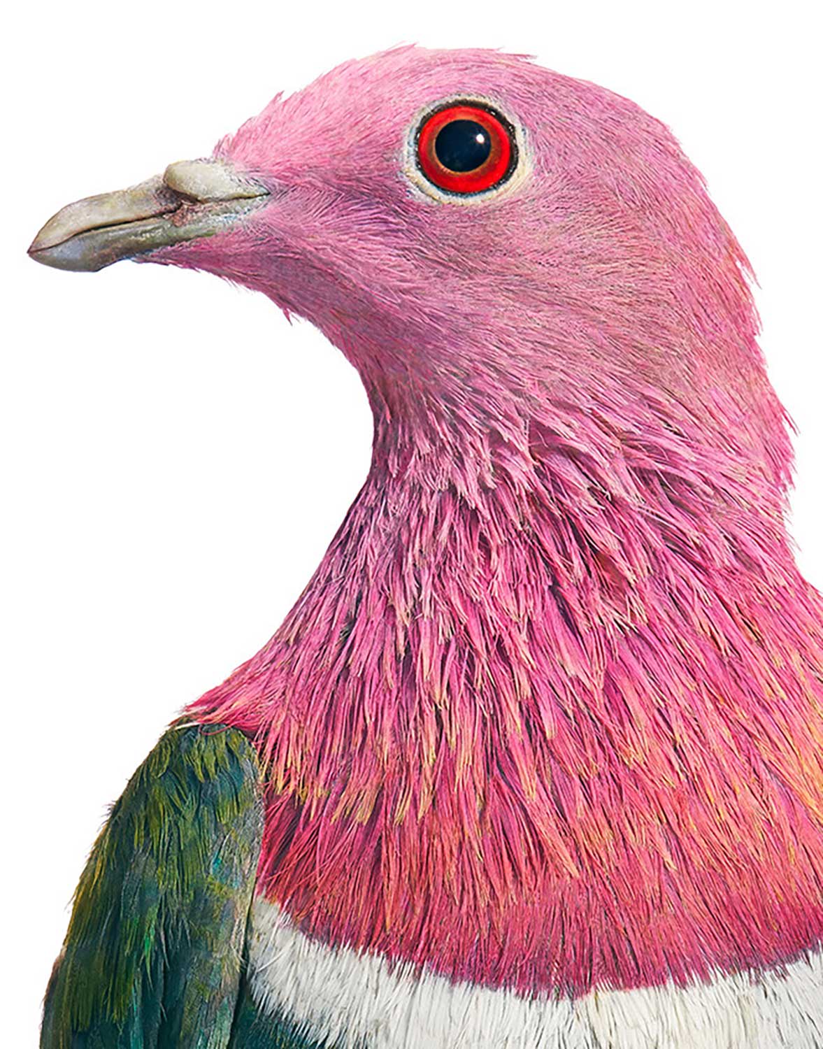 Tim Flach, Pink Headed Fruit Dove, 2021
