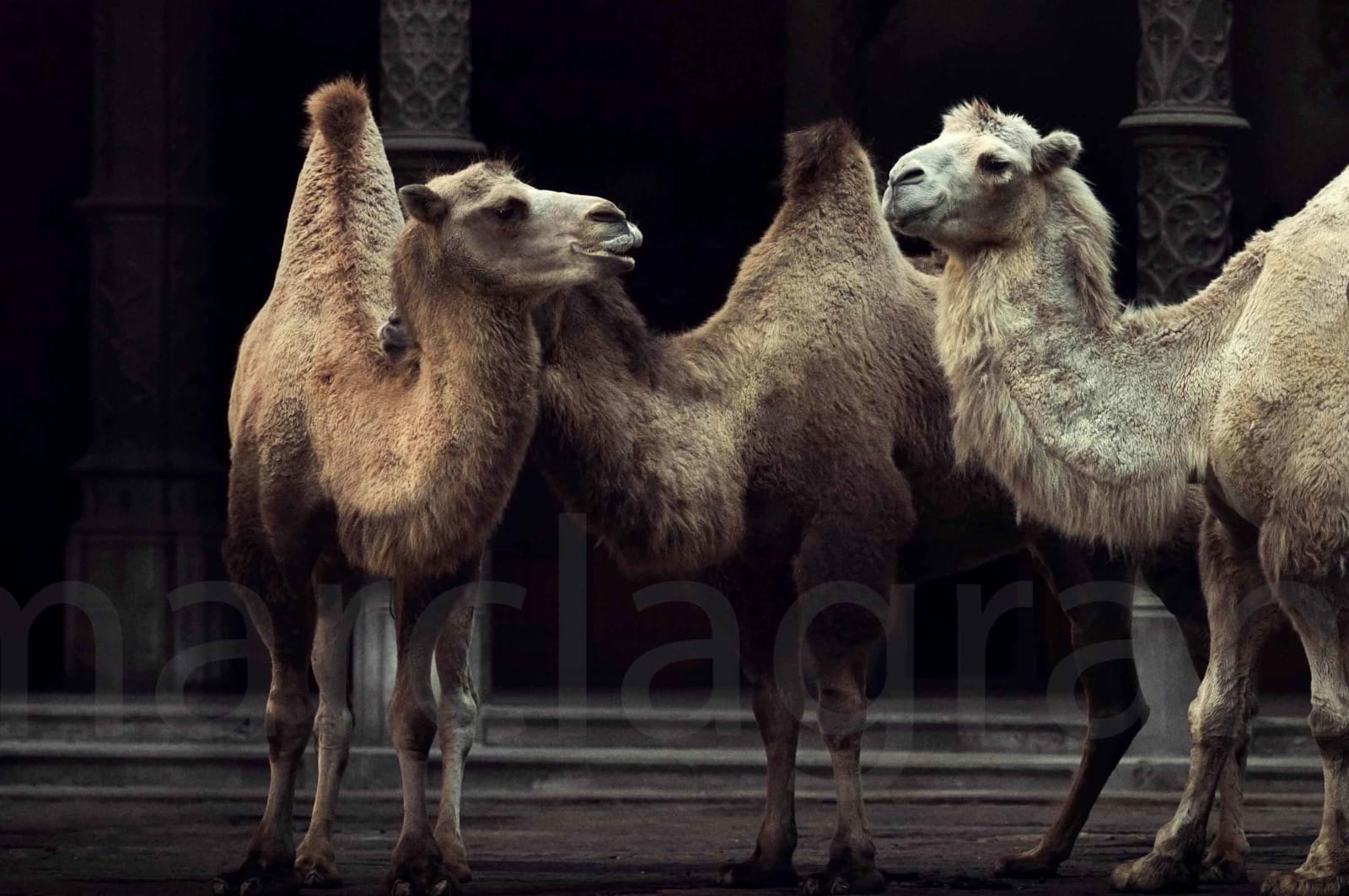 Marc Lagrange, The Straw that Broke the Camel's Back - Color Version, 2014