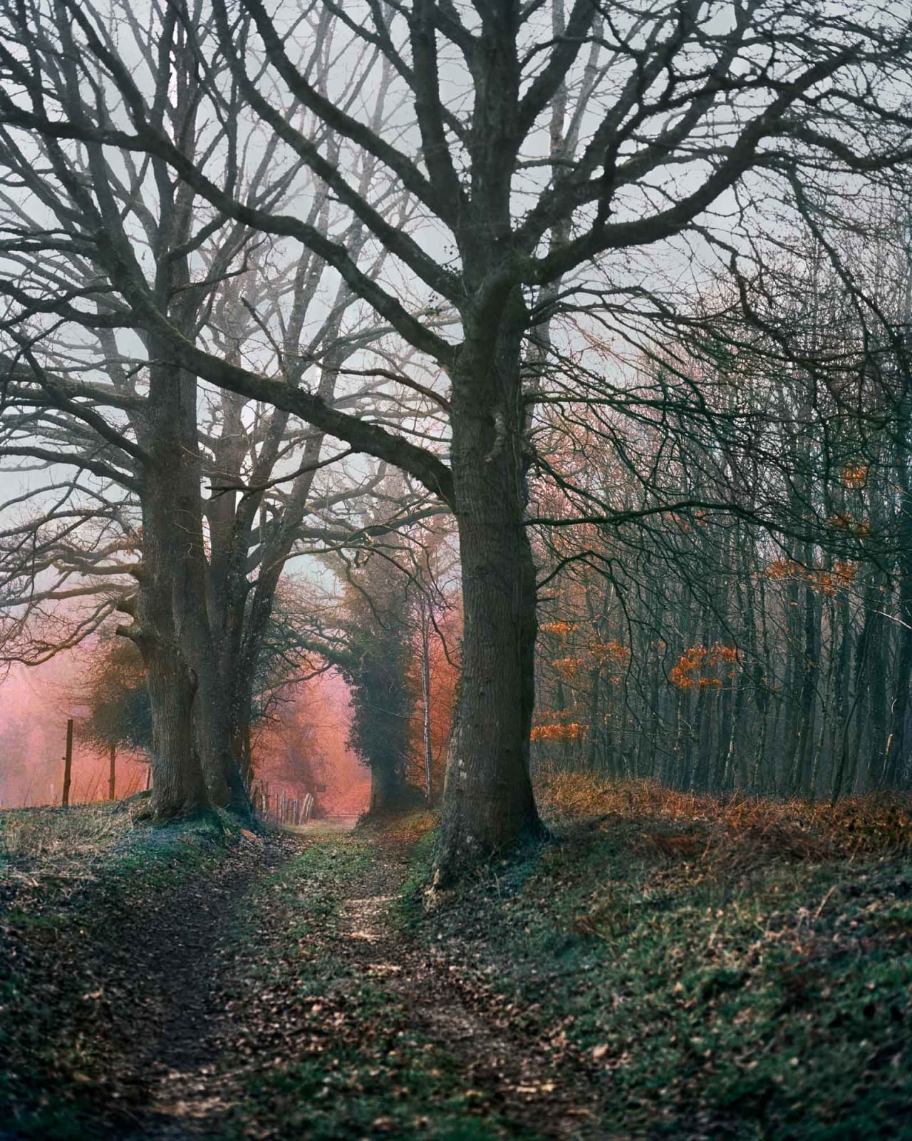 Vee Speers, Untitled #10, 2020