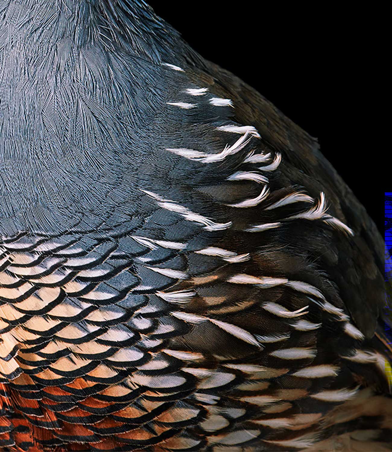 Tim Flach, California Quail, 2021