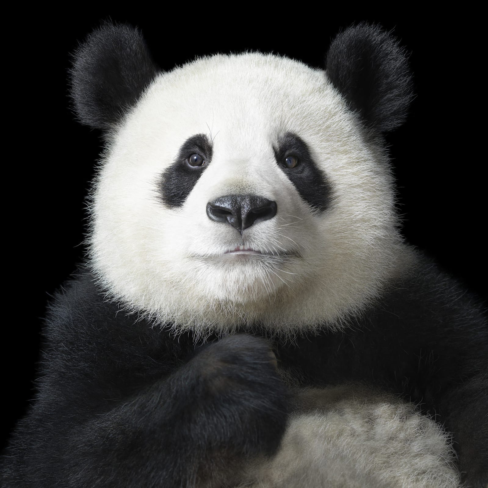 Tim Flach, Ya Yun 'Elegant', 2012
