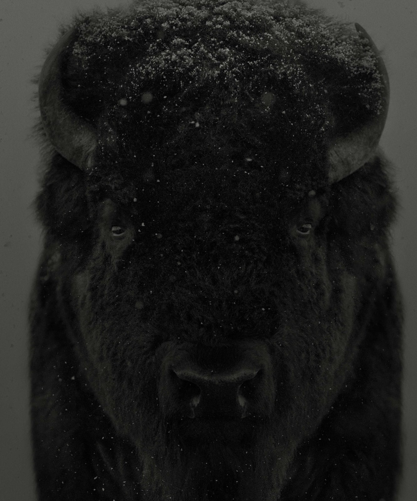 Dean West, American Bison #2, 2025