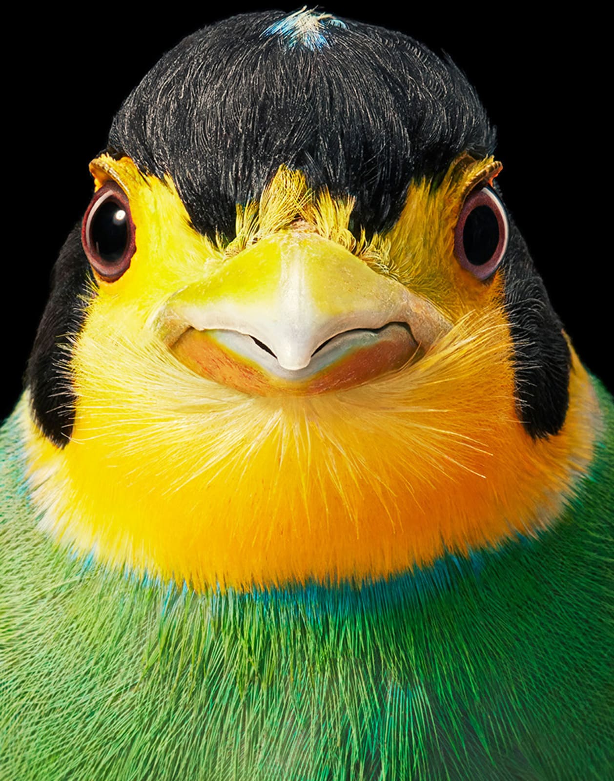 Tim Flach, Long-Tailed Broadbill, 2021
