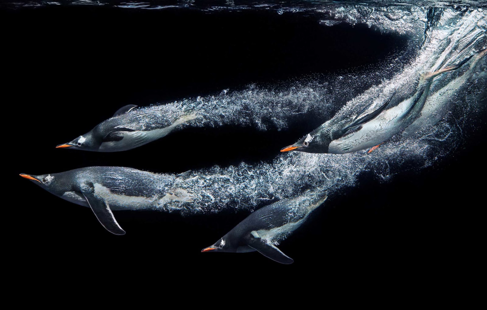 Tim Flach, Gentoo Penguins Diving, 2021