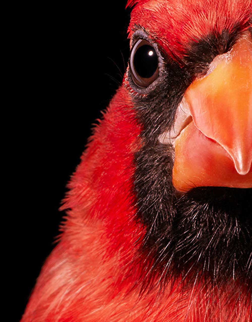 Tim Flach, Northern Cardinal, 2021