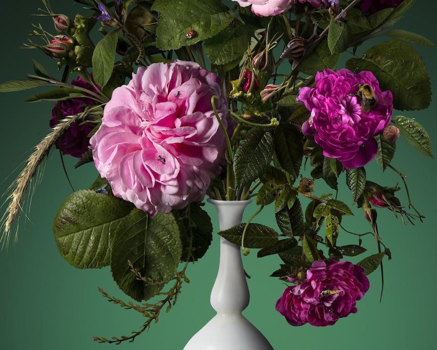 Bas Meeuws, Rose, 2019
