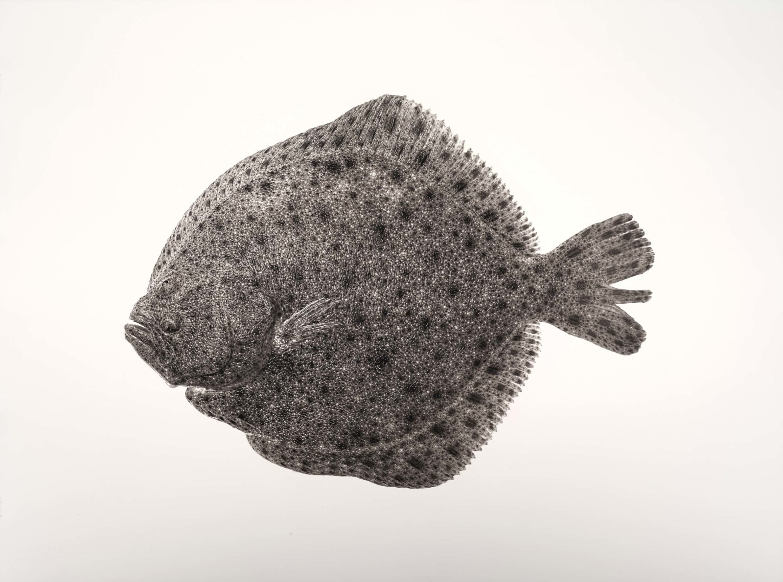 Jan C. Schlegel, Scophthalmus Maximus, 2018