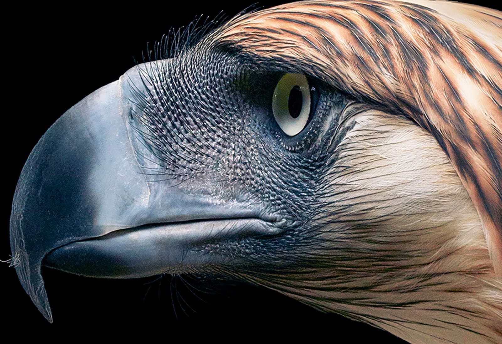 Tim Flach, Phillippine Eagle - Side On, 2021
