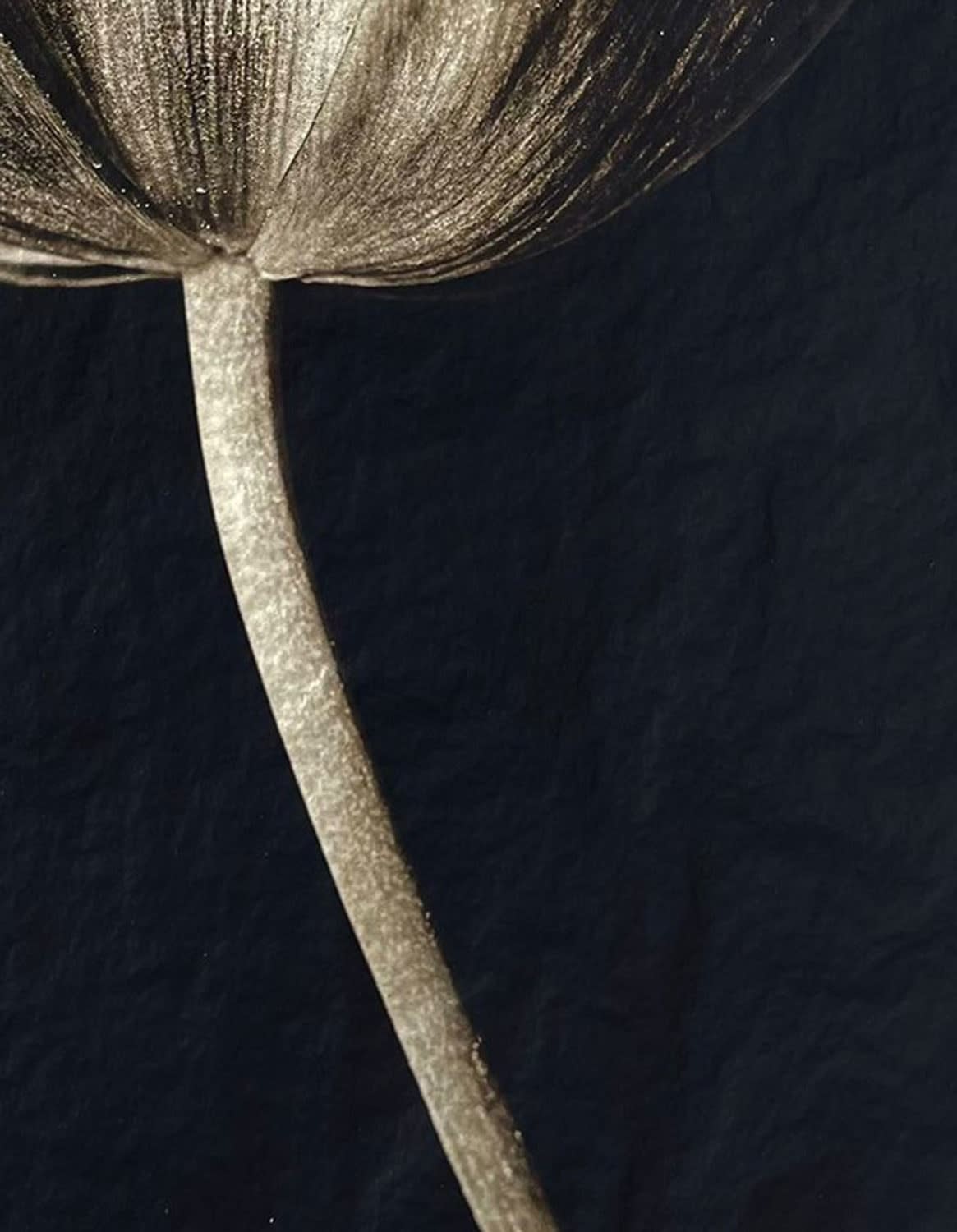 Jan C. Schlegel, Tulip #4, 2023