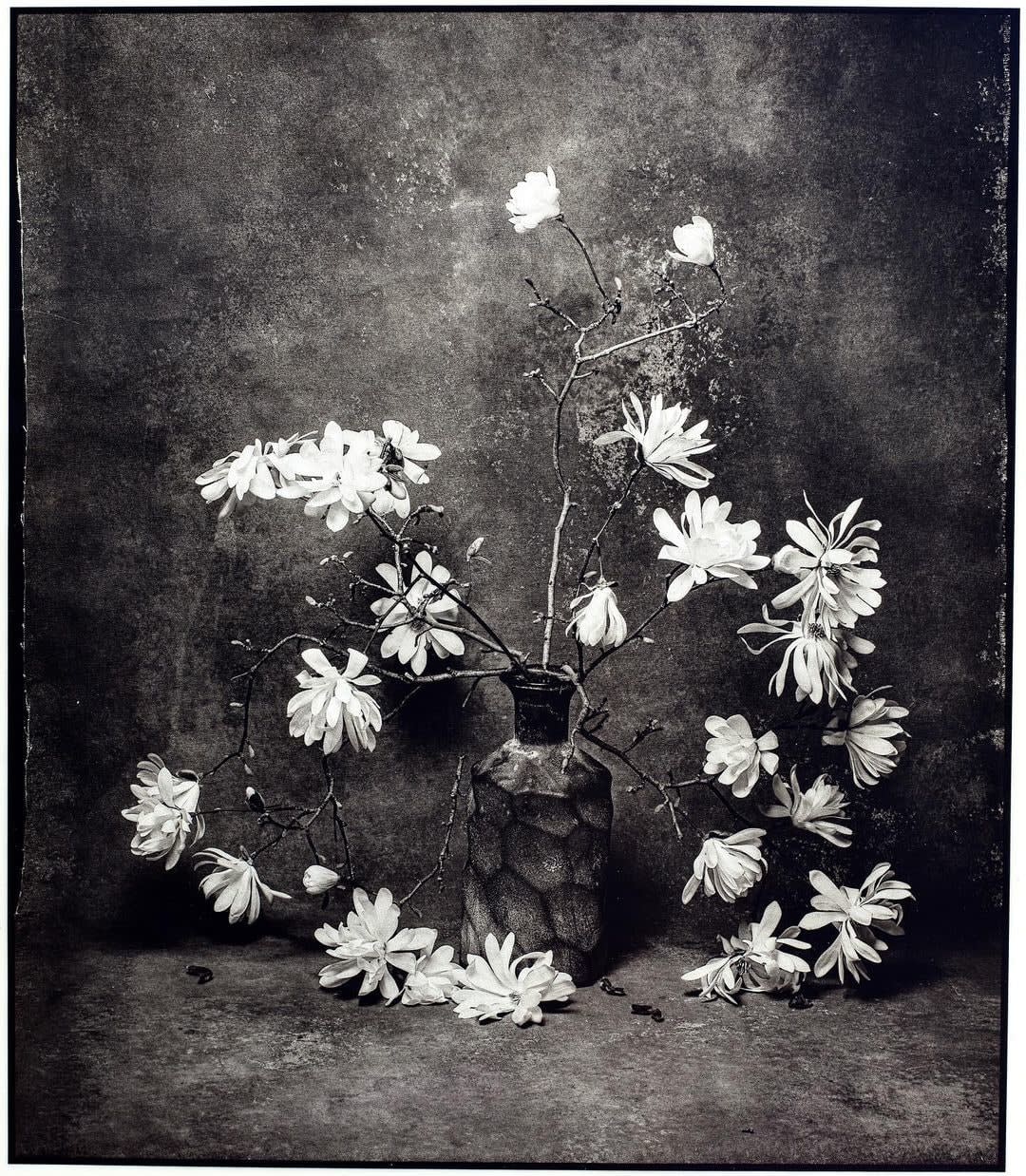 Jan C. Schlegel, Star magnolia study II, 2024