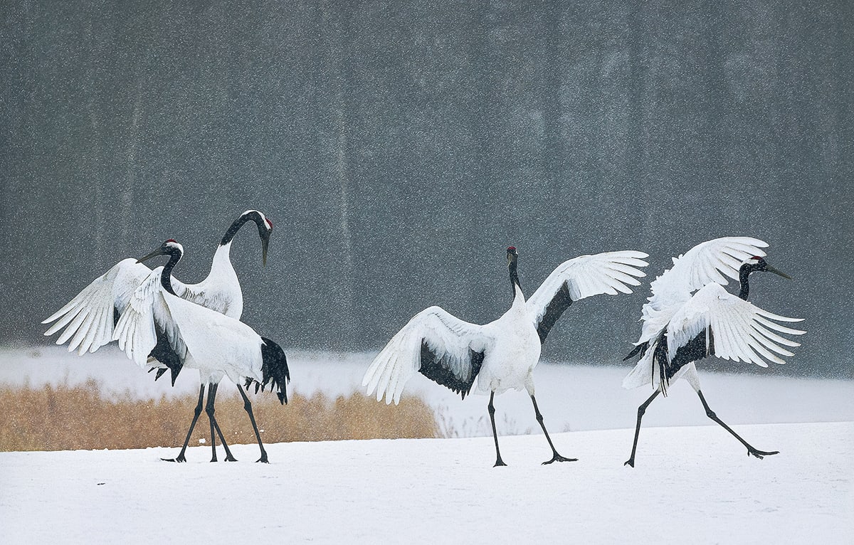 Tim Flach, Red Crown Dancing Cranes, 2017