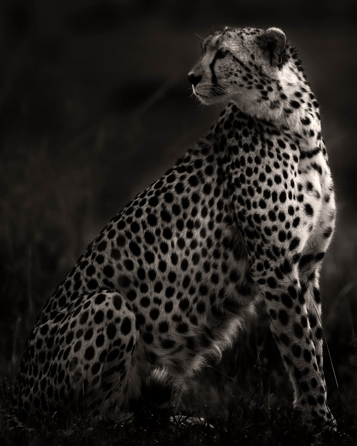 Joachim Schmeisser, Imani II, 2020