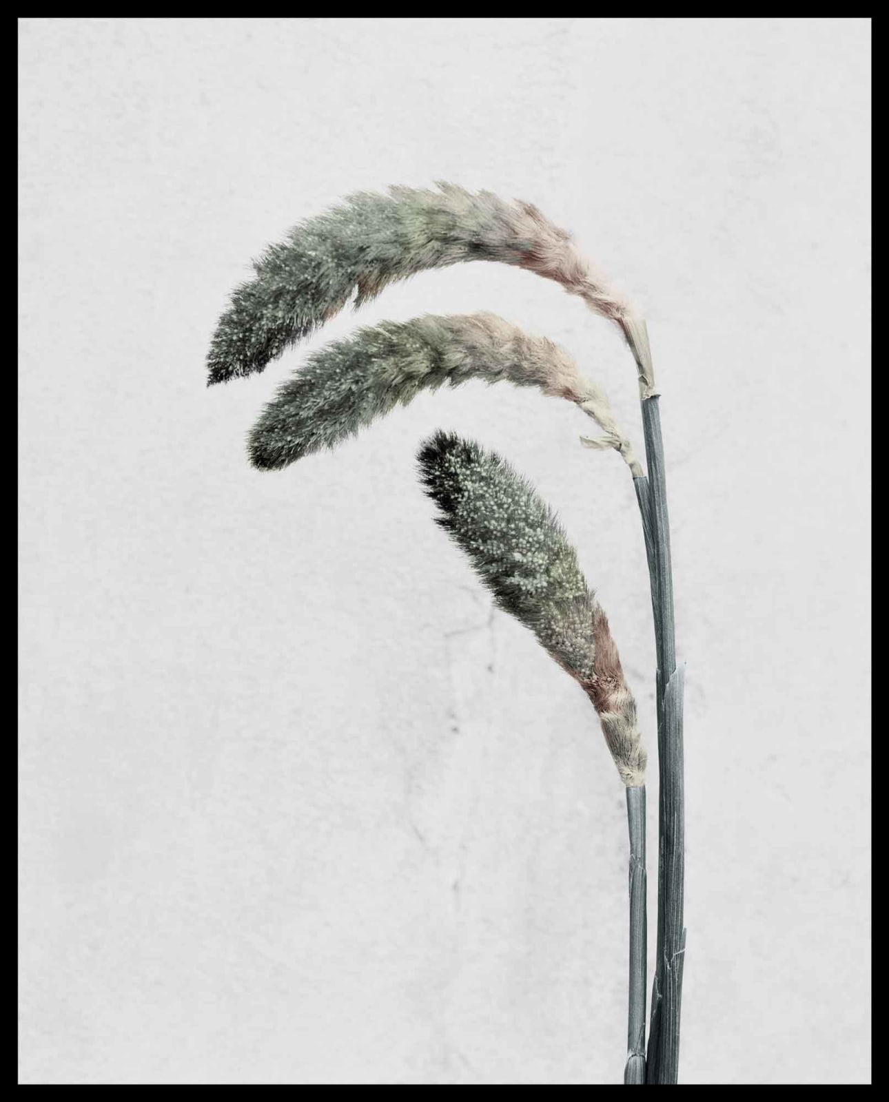 Vee Speers, Botanica #22 (Pennisetum), 2016
