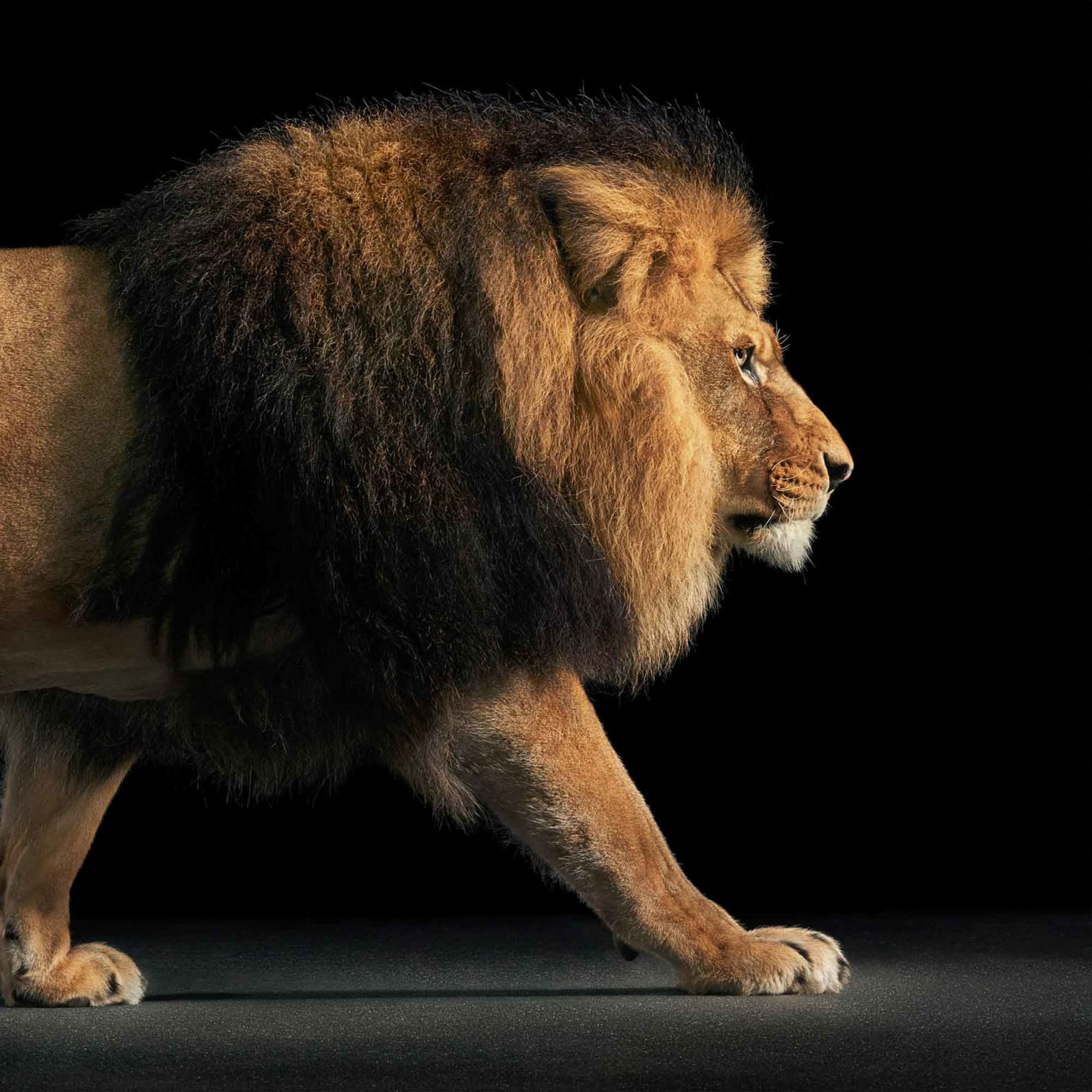 Tim Flach, Lion Walking, 2024