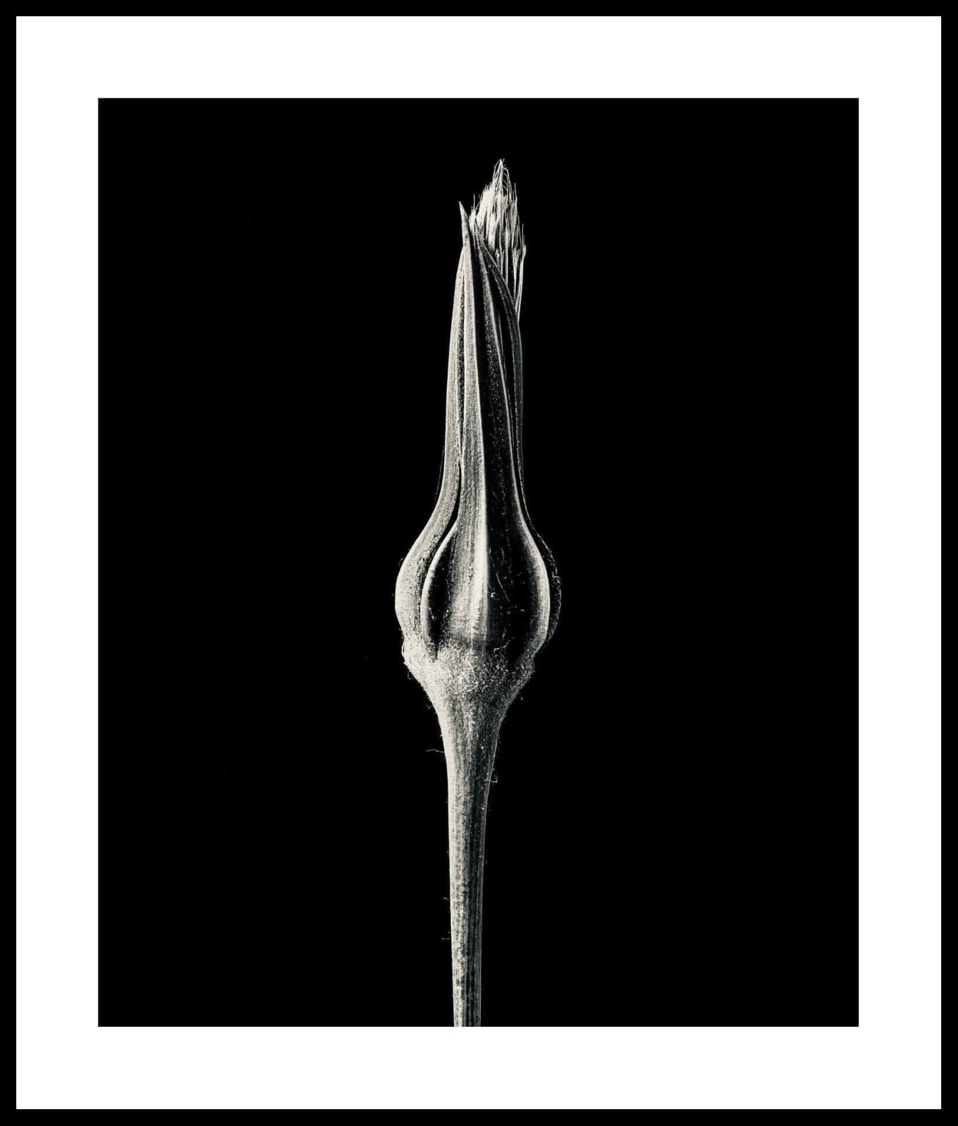 Jan C. Schlegel, Tragopogon Pratensis #1, 2023