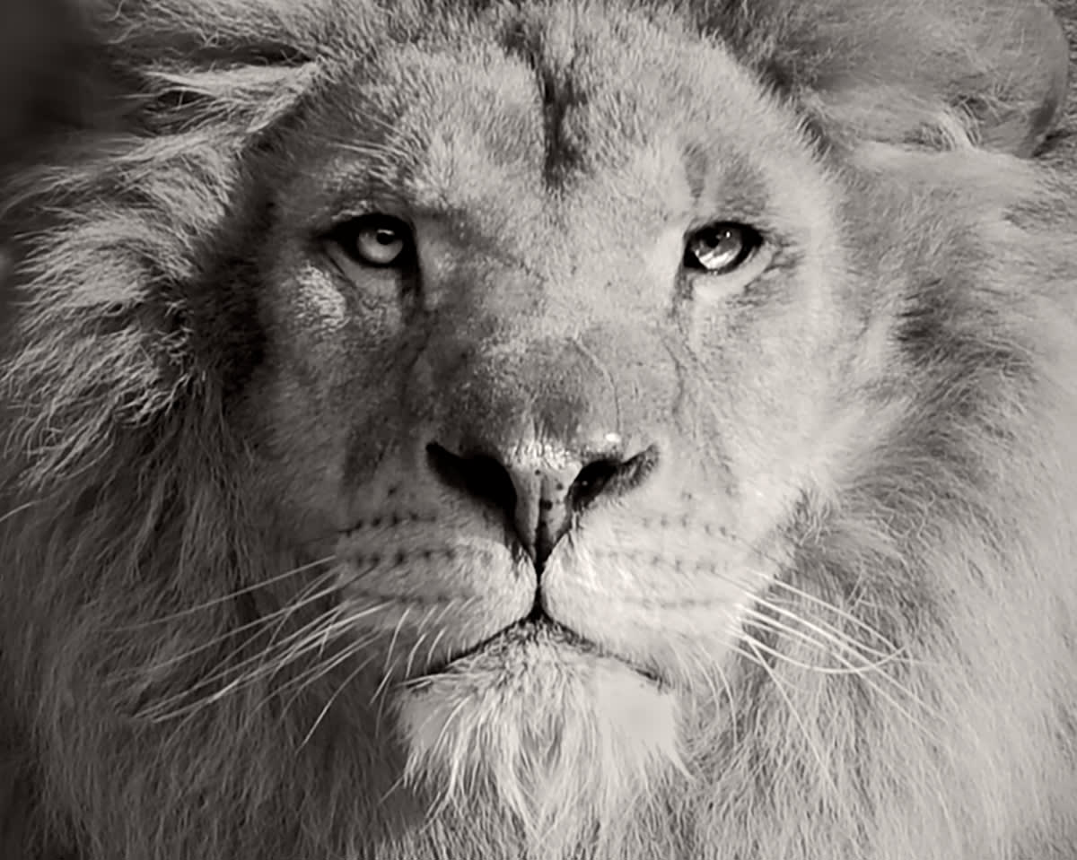 Jan Gulfoss, Lion, c. 2013-2016