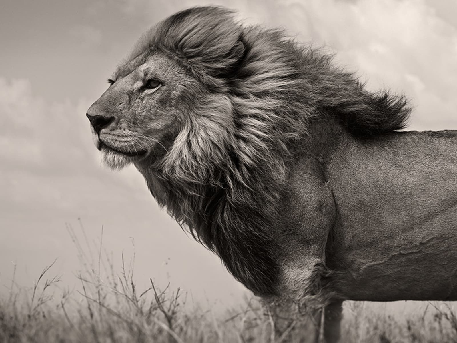 Joachim Schmeisser, The Sentinel, 2023