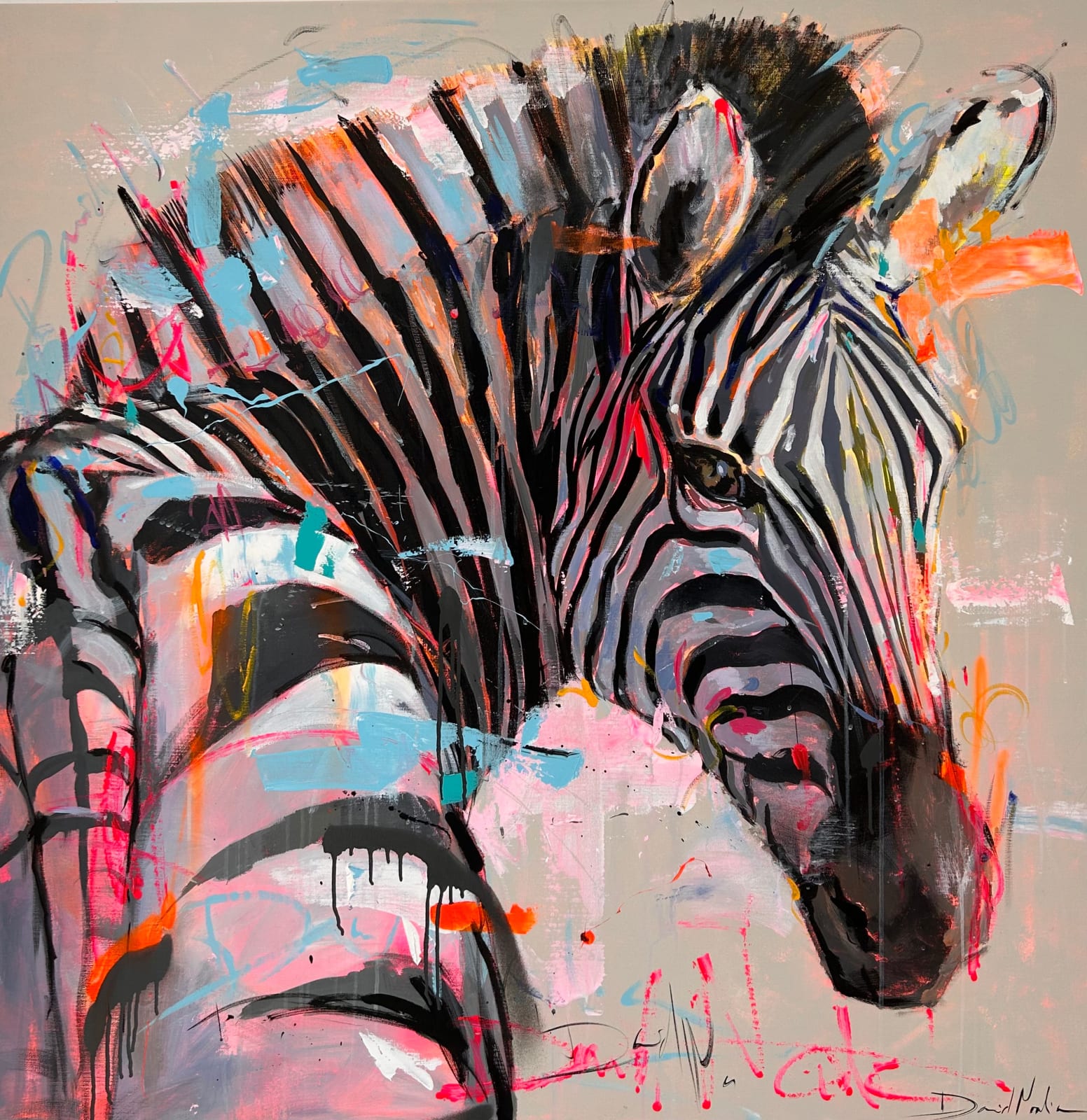 David Noalia, Zebra