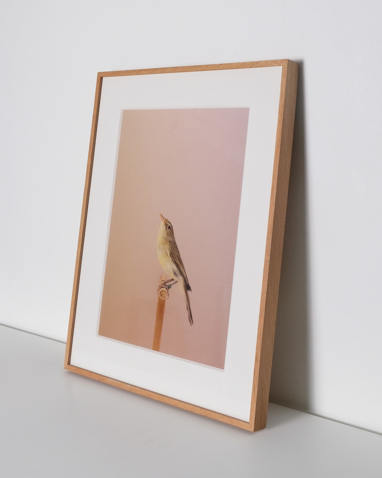 Luke Stephenson, Icterine Warbler #1, 2016