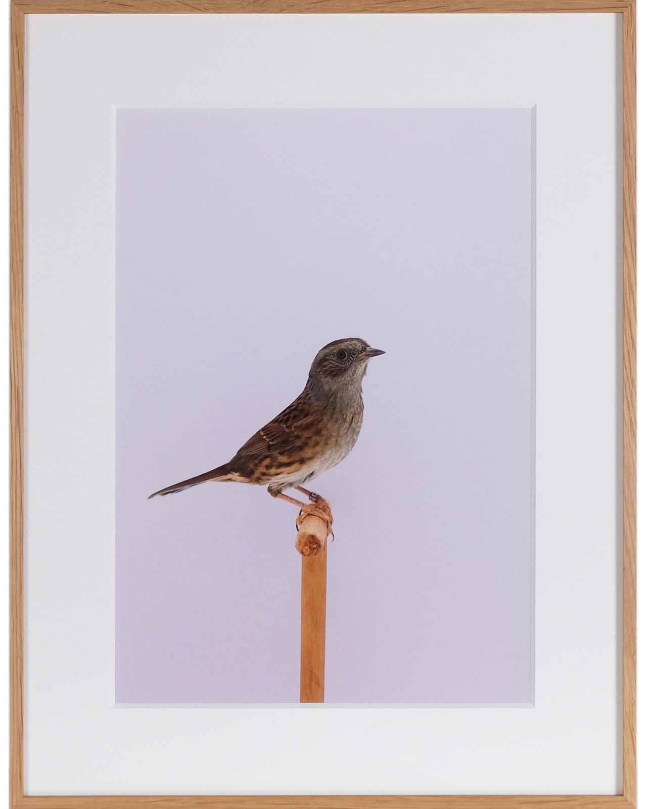 Luke Stephenson, Dunnock #2 (Hedge Sparrow), 2018