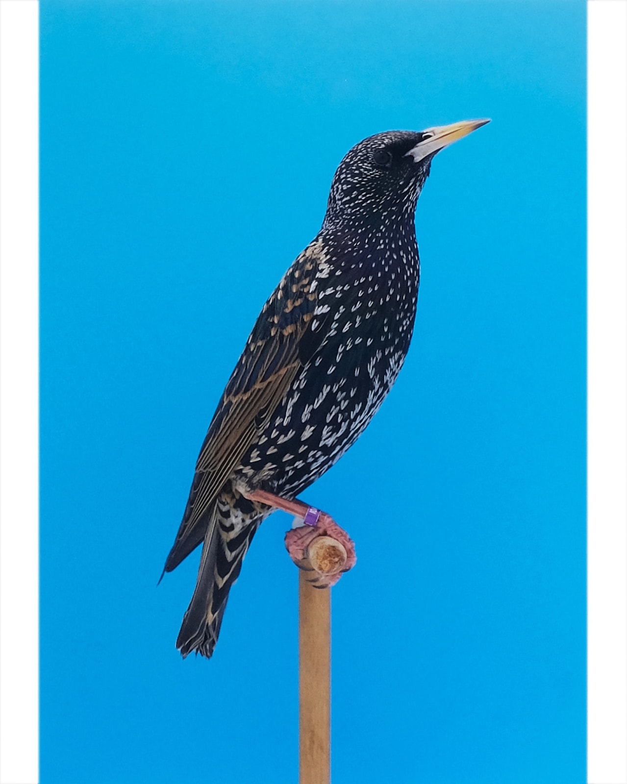 Luke Stephenson, Starling #1, 2017