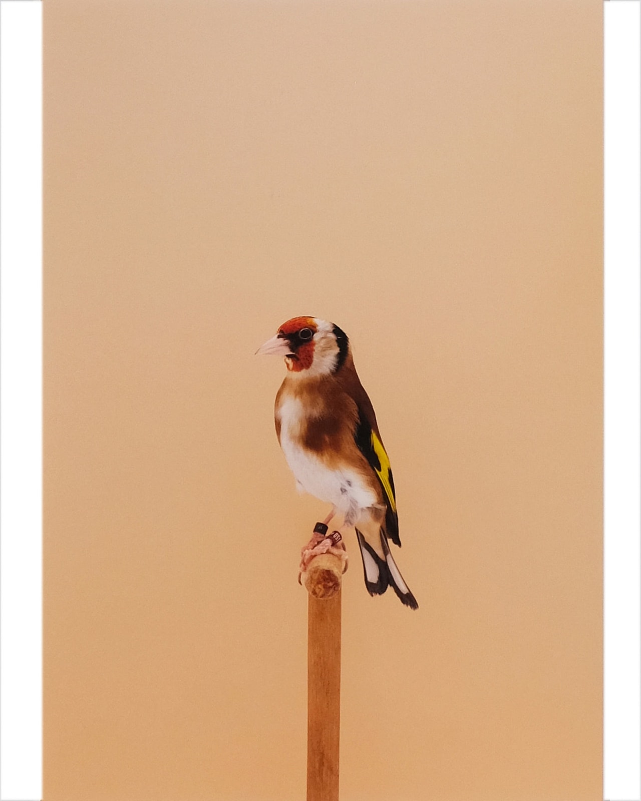Luke Stephenson, Goldfinch #2 (Pea Throated), 2017
