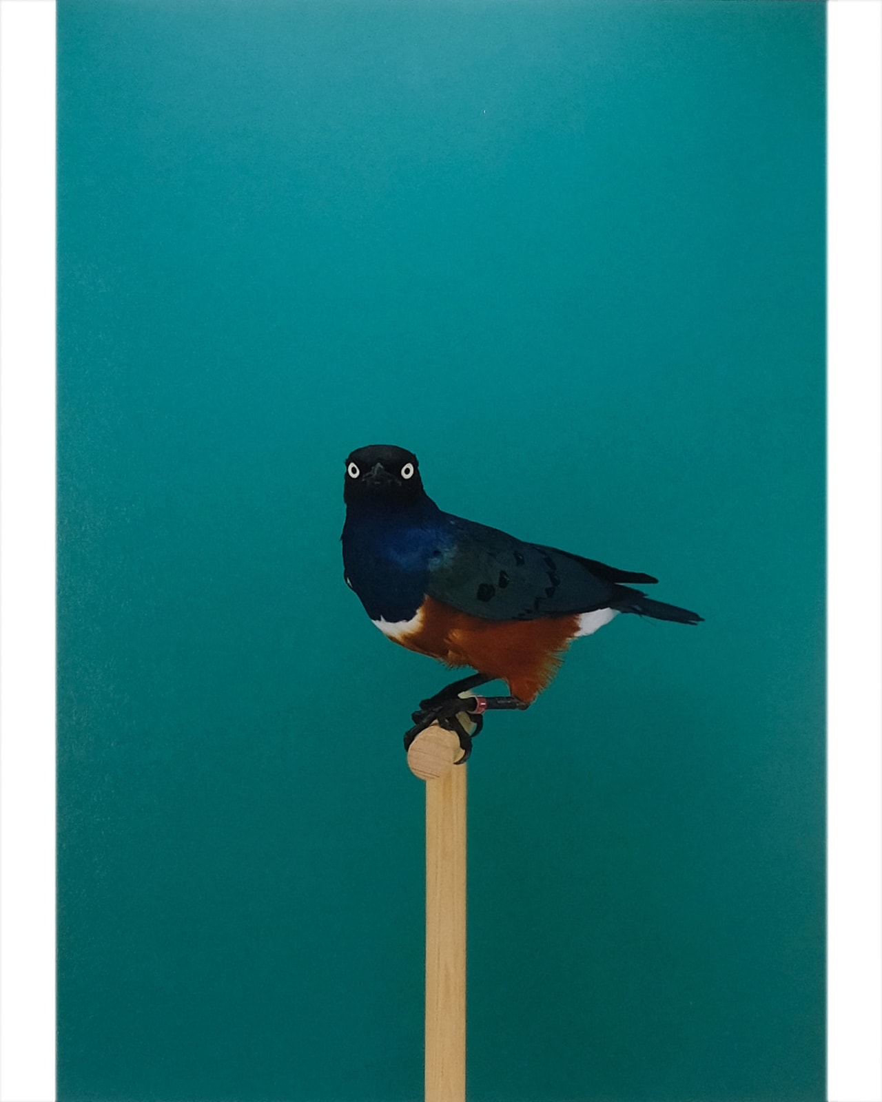 Luke Stephenson, Spreo Starling #1, 2019