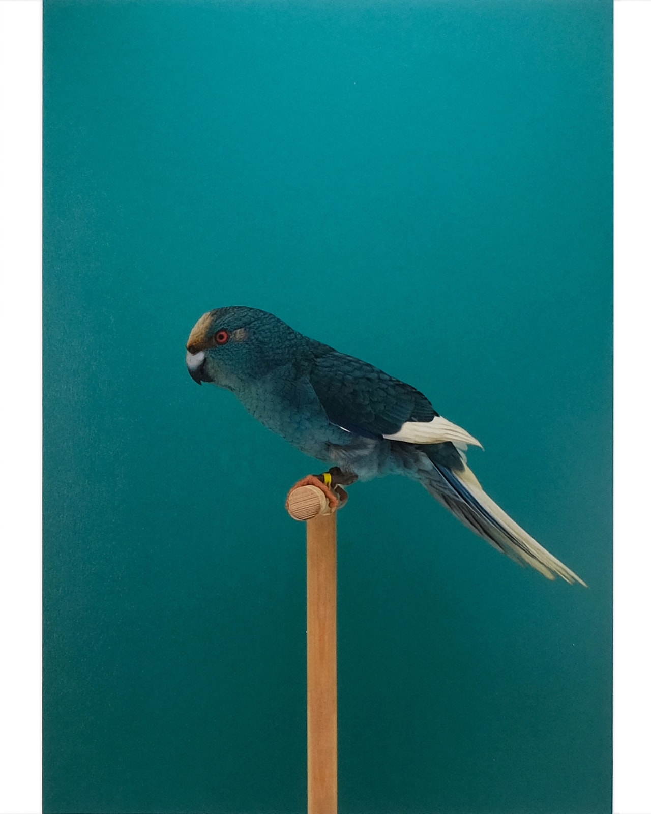 Luke Stephenson, Kakariki #1 (Blue Pied), 2018