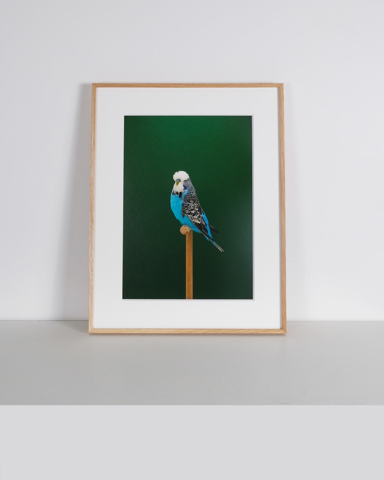 Luke Stephenson, Budgie #12, 2019