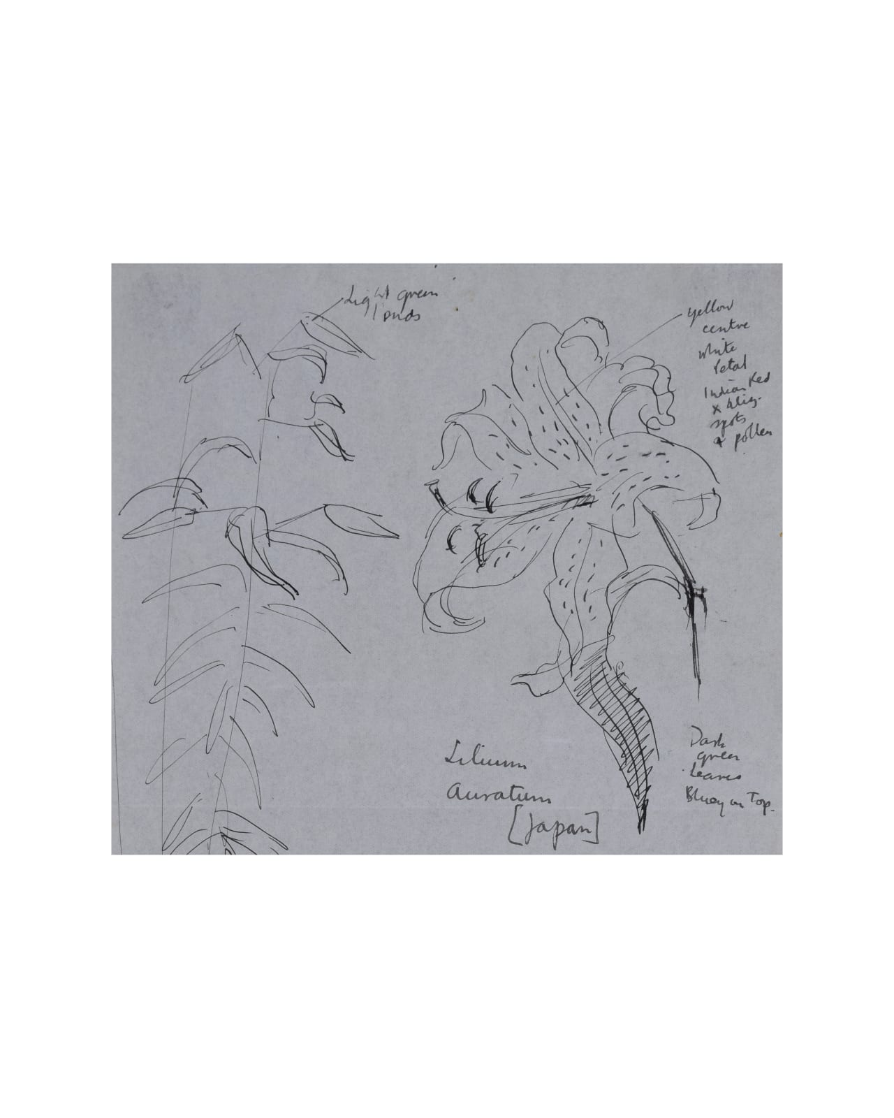 Clifford & Rosemary Ellis, Lilium Auratum II
