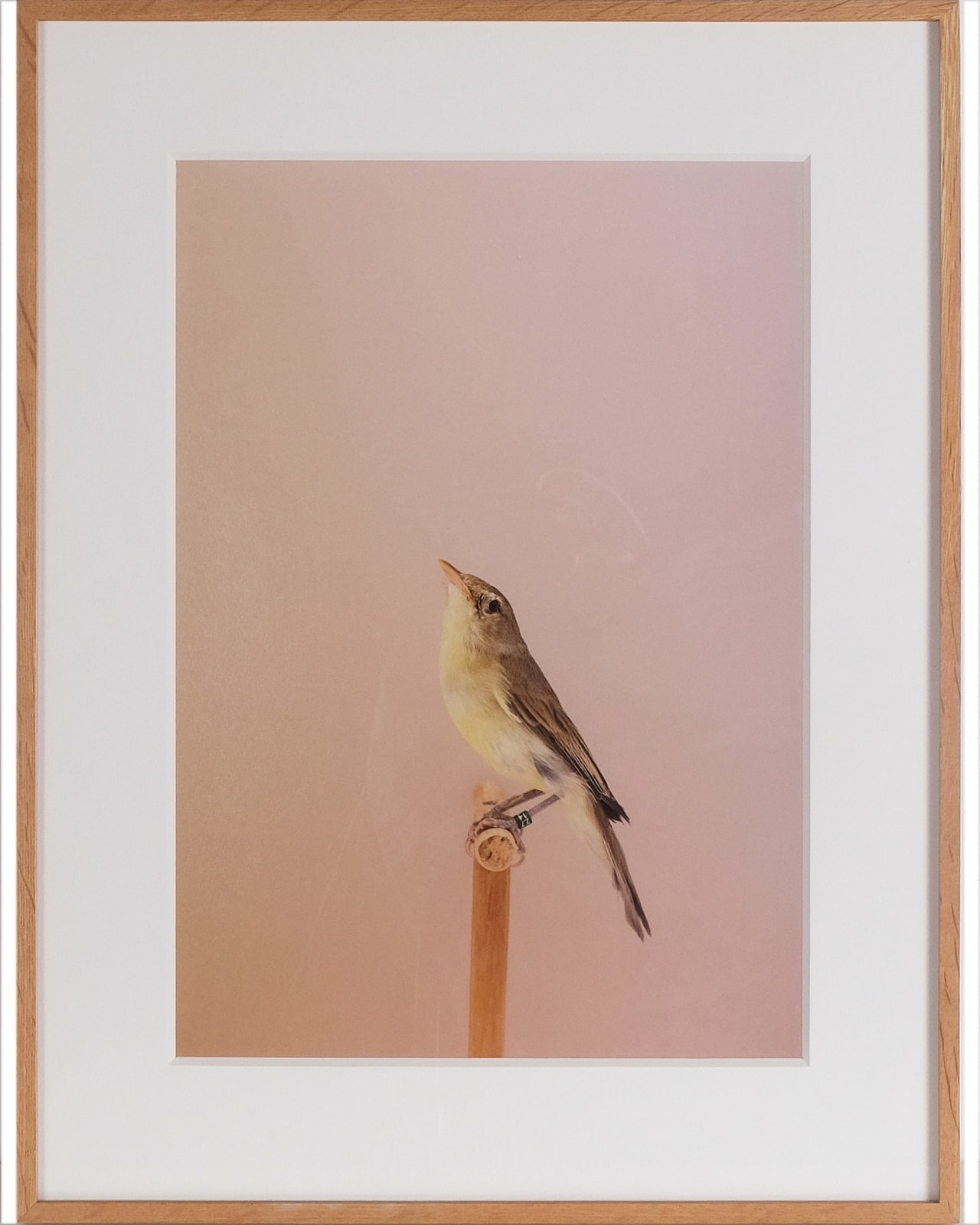Luke Stephenson, Icterine Warbler #1, 2016