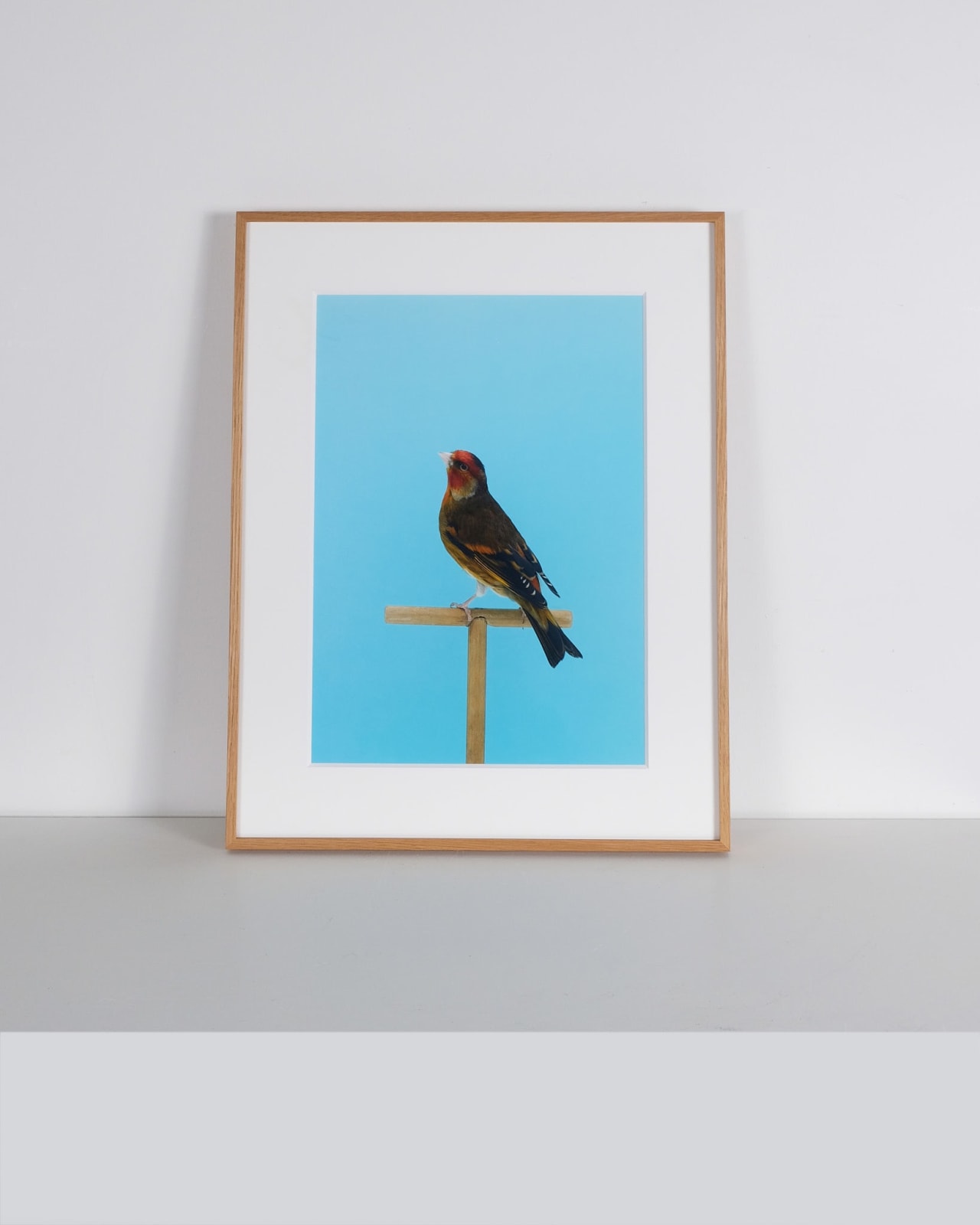 Luke Stephenson, Goldfinch #3 (Mule), 2017