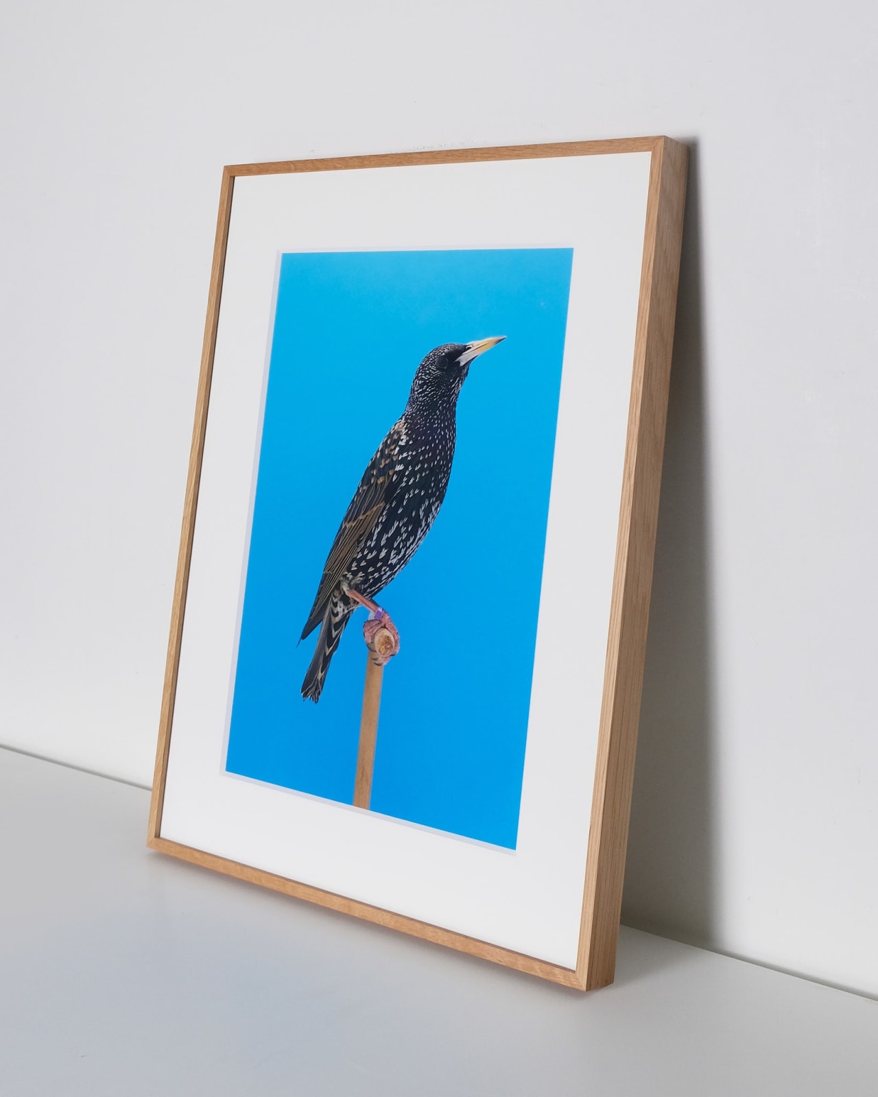 Luke Stephenson, Starling #1, 2017