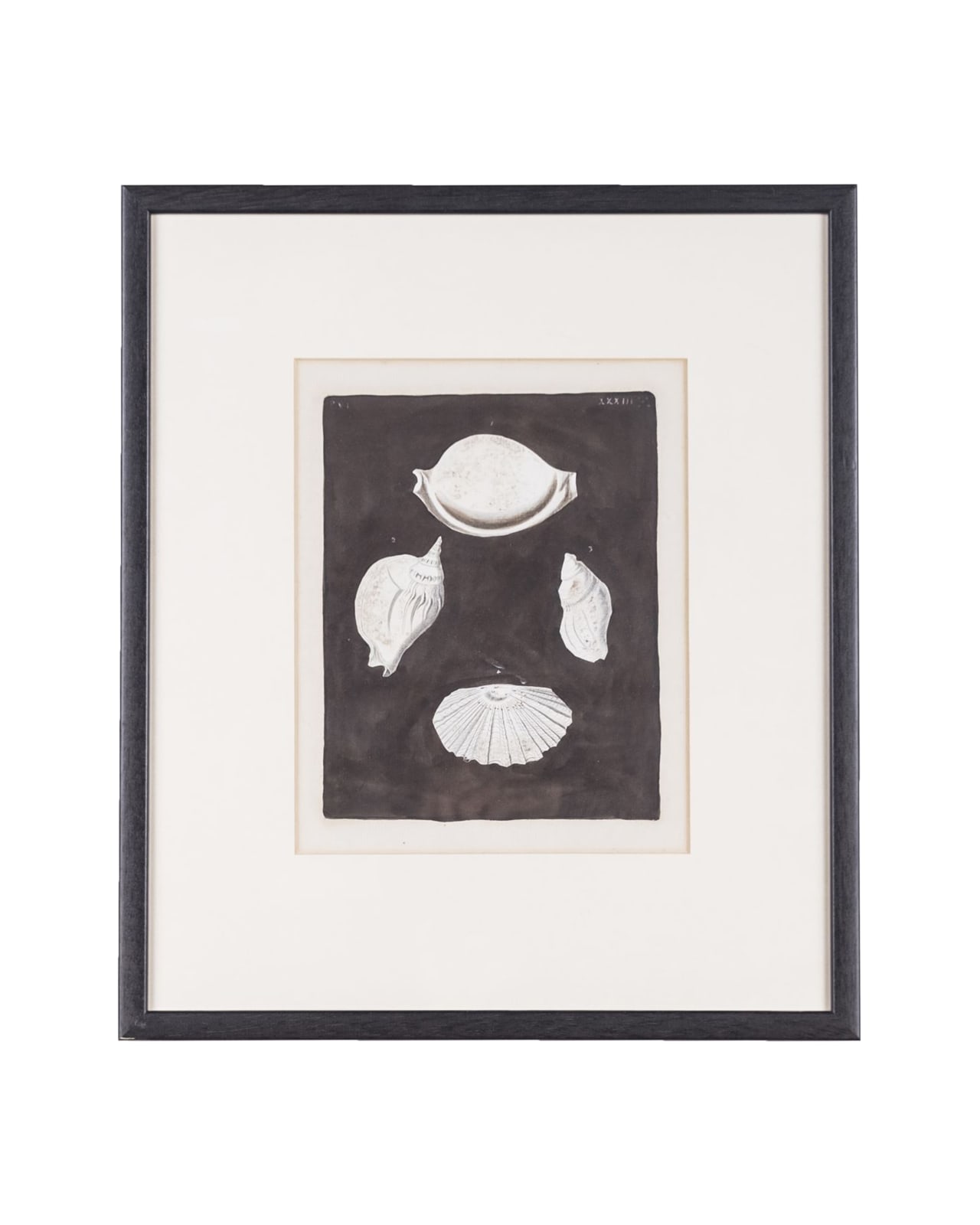 18th Century British, Studies of sea shells I