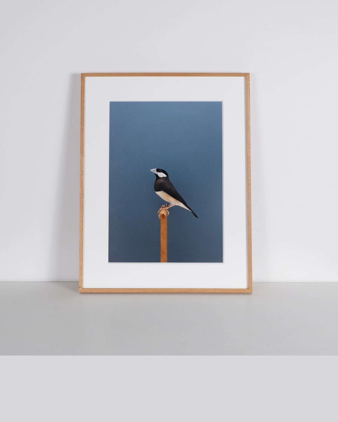 Luke Stephenson, Timor Sparrow #1, 2018