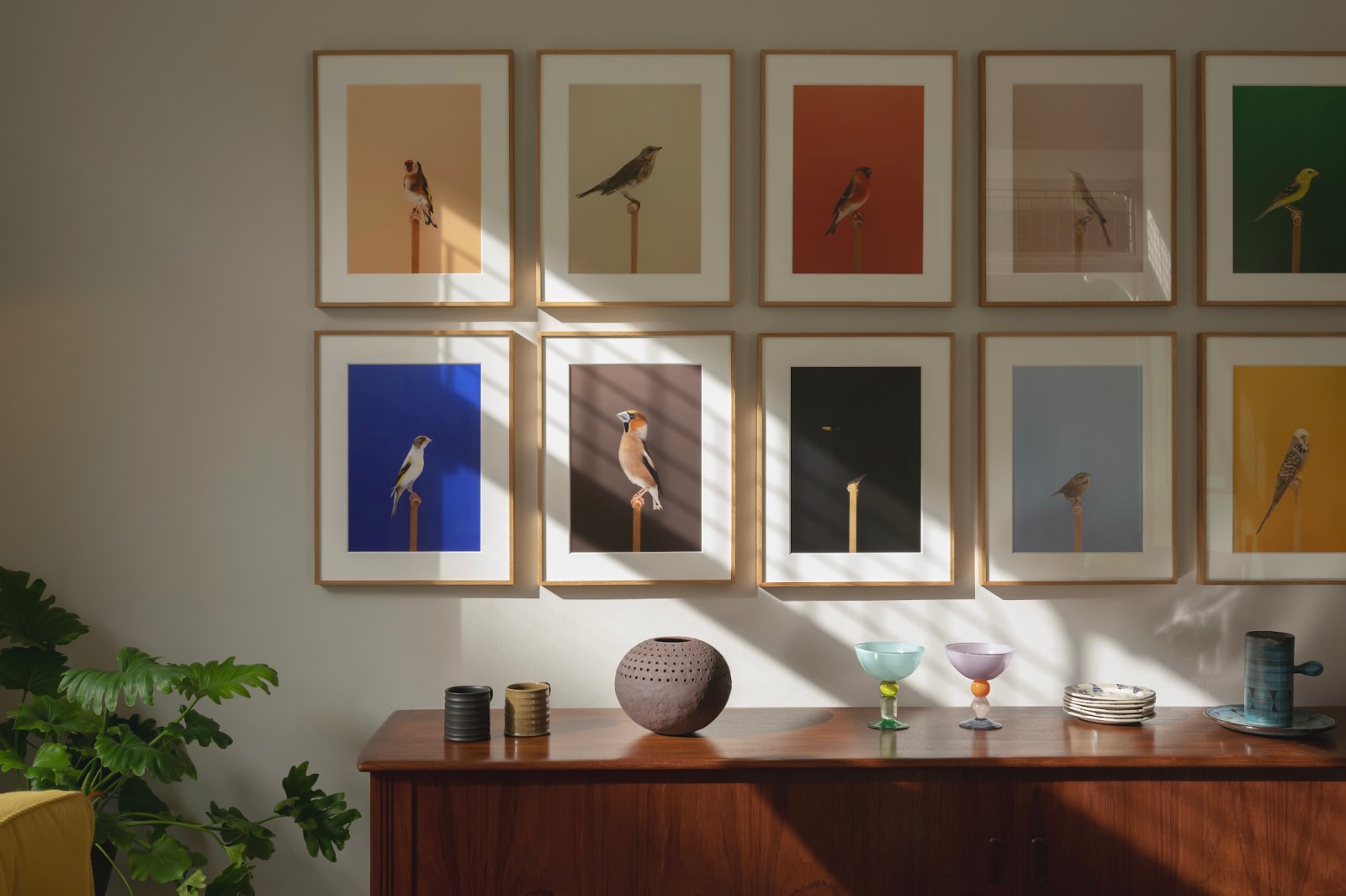 Luke Stephenson, Golden Song Sparrow #1 (Cock), 2018