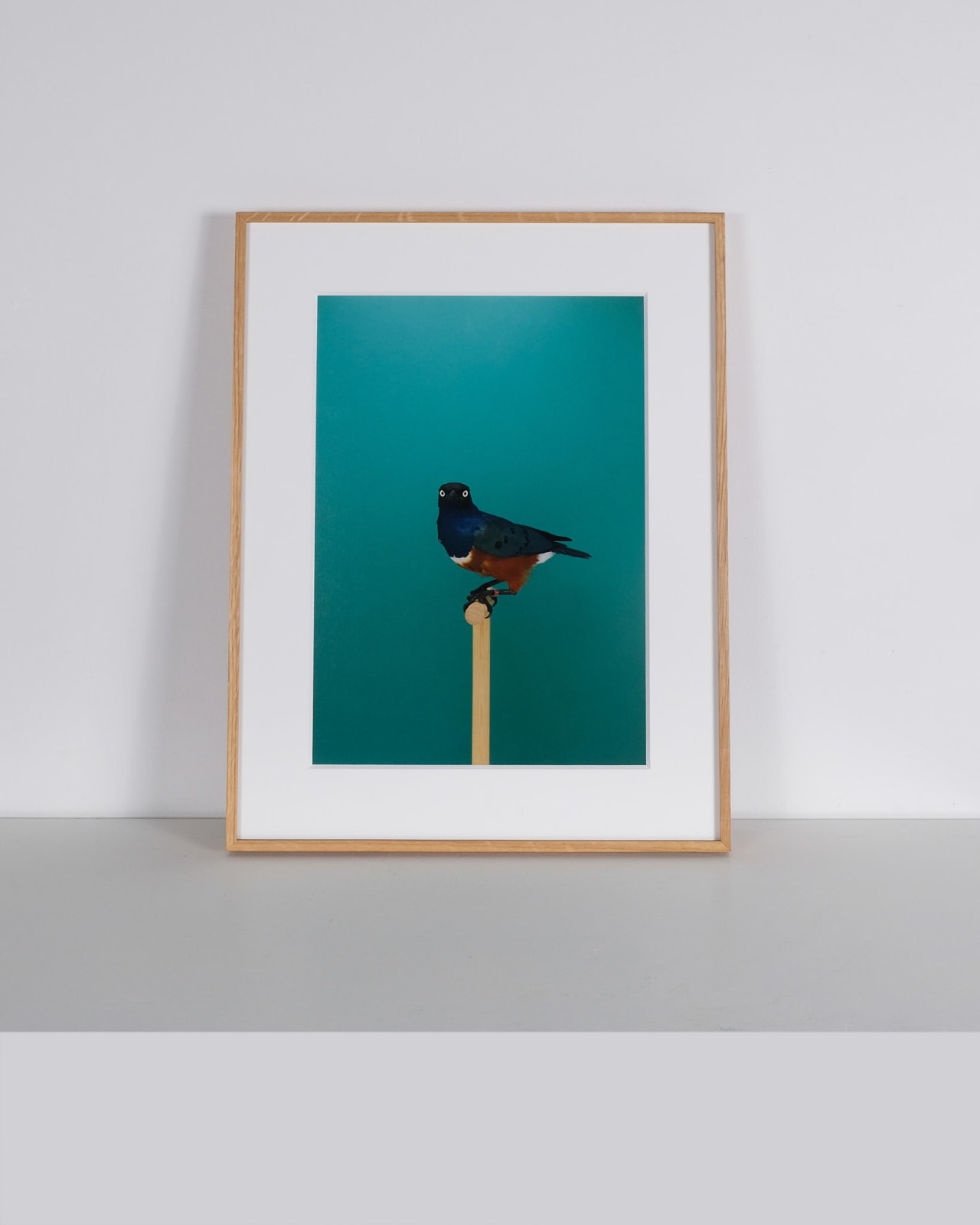 Luke Stephenson, Spreo Starling #1, 2019