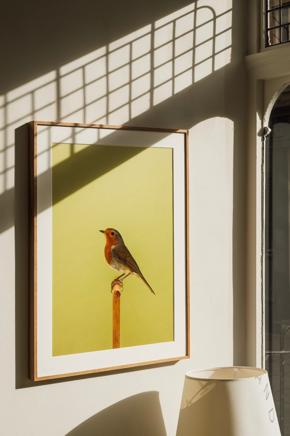 Luke Stephenson, European Robin #1, 2018