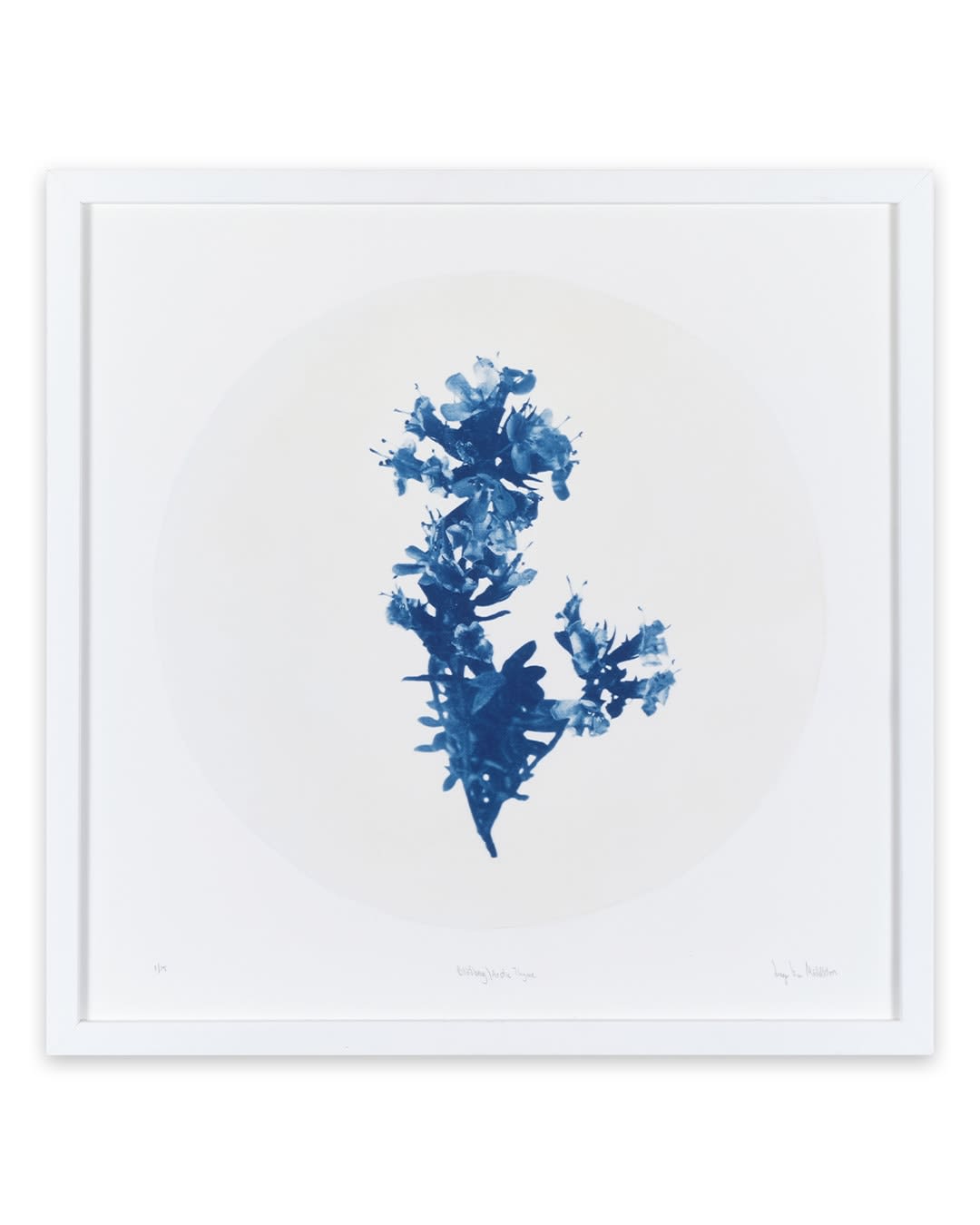 Inga Lisa Middleton, Blodberg / Arctic Thyme