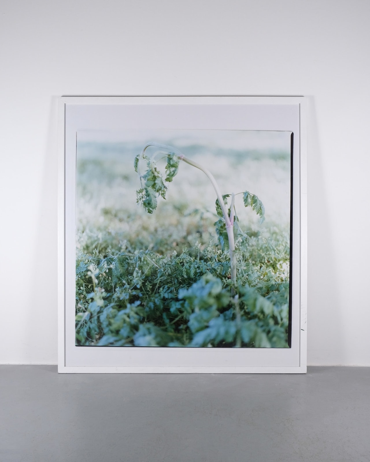 Louise Long, La Veille