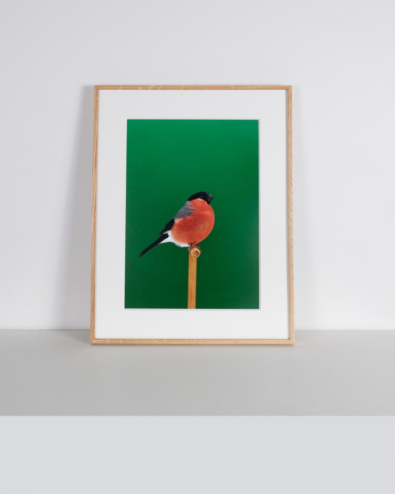 Luke Stephenson, Bullfinch #3 (Cock), 2017