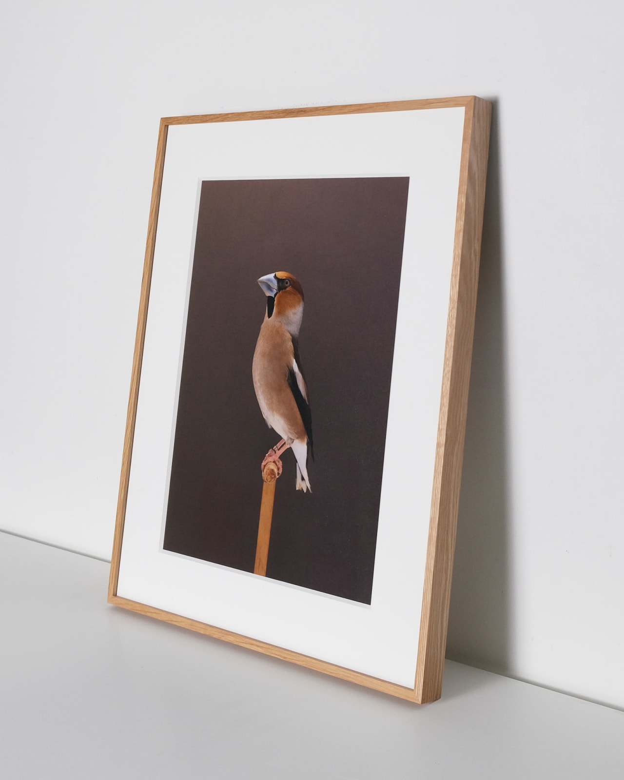 Luke Stephenson, Hawfinch #1, 2019