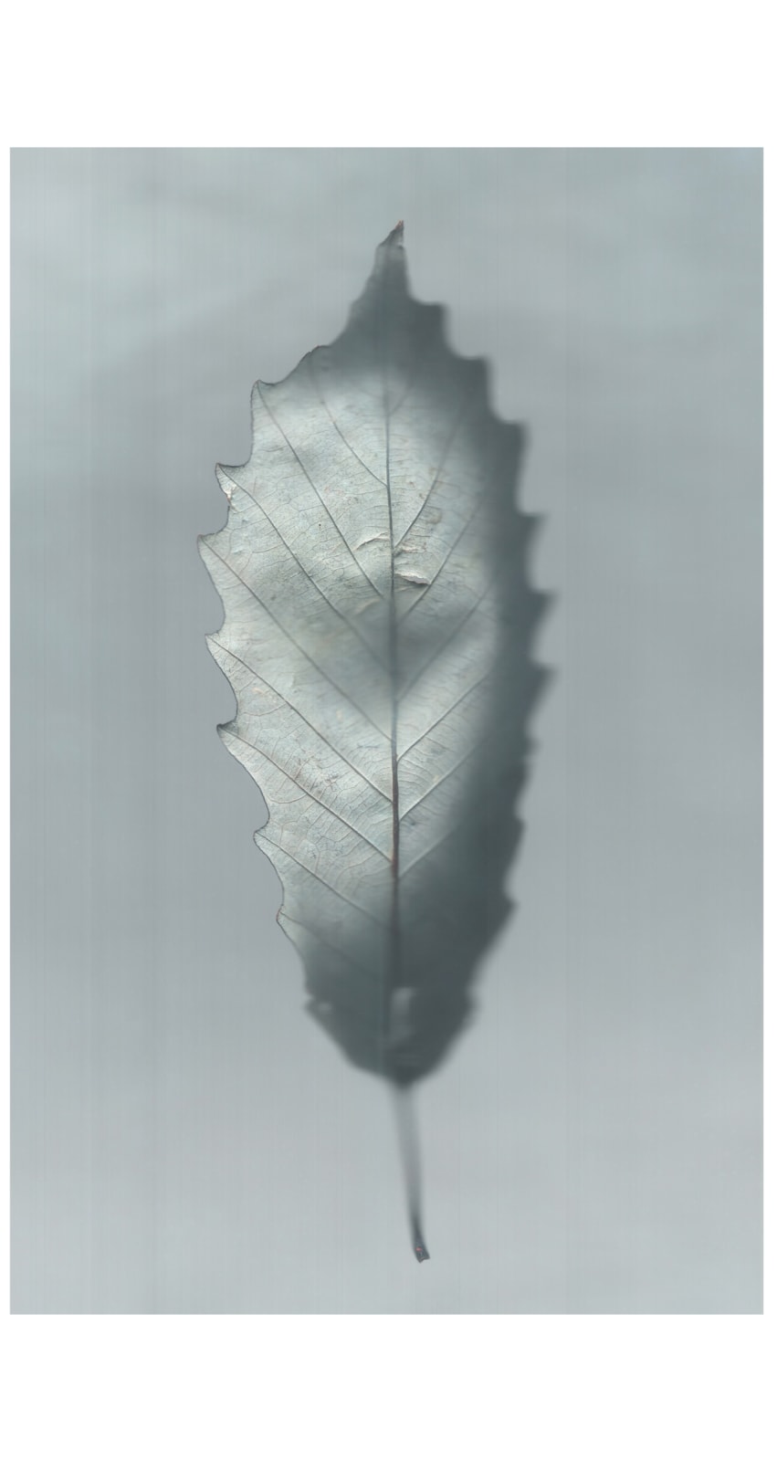 Ann Hamilton, sense · chinquapin oak, 2022