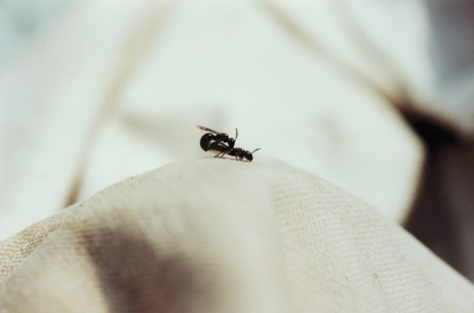 Malia Jensen, Insex: Ants, 2020