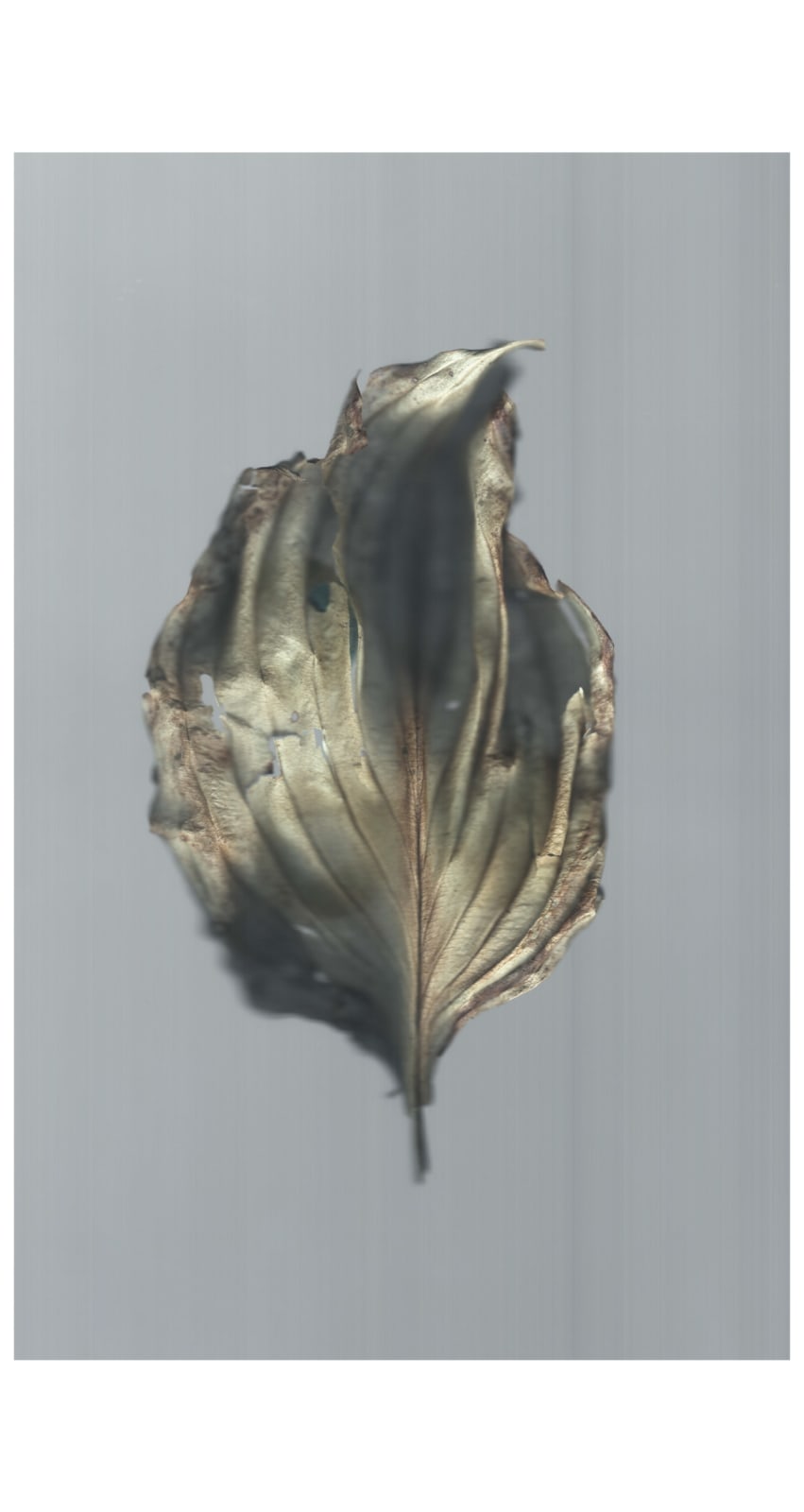 Ann Hamilton, sense · hosta leaf, 2022