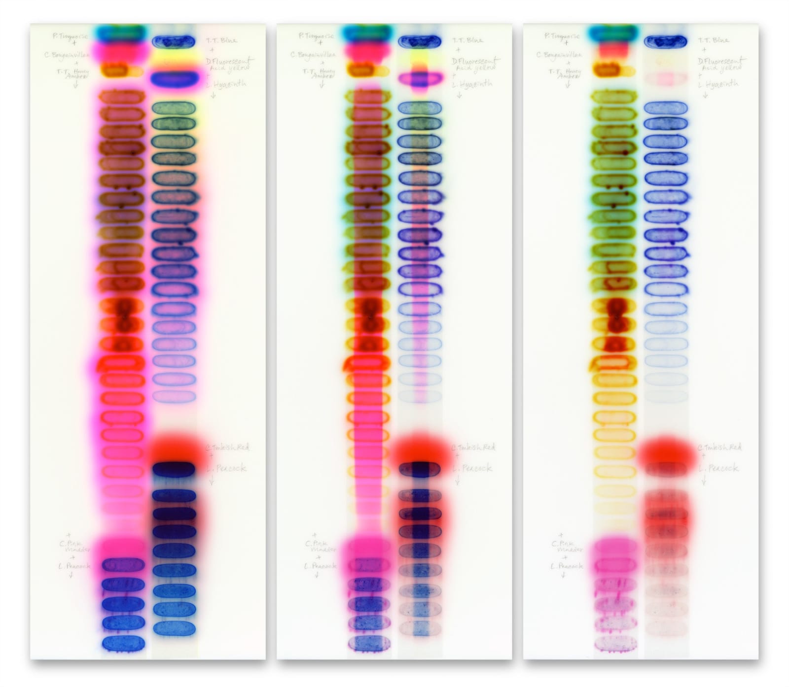 Jaq Chartier, SunTest #3 (Day 1, 12, 35), 2019