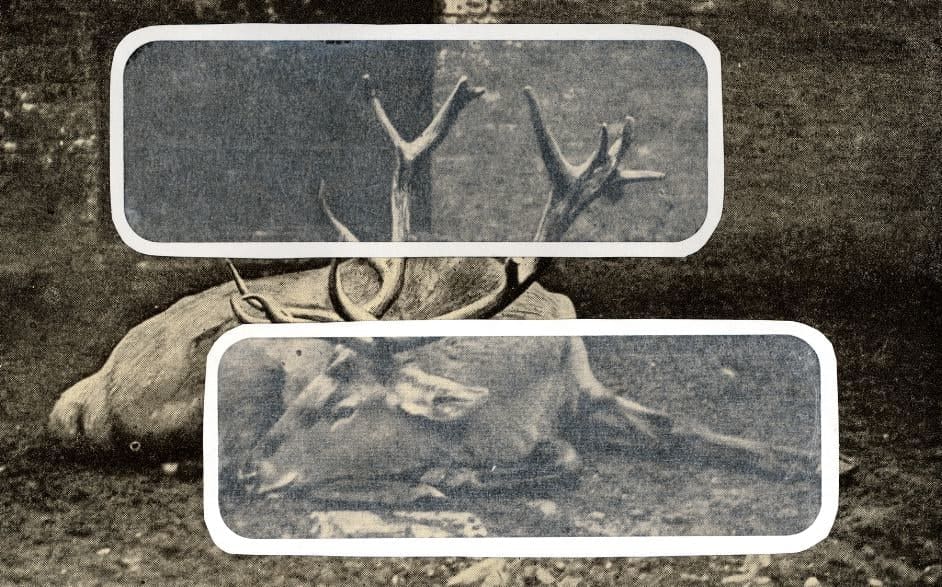 Melody Owen, Overlay Series: Deer, 2006