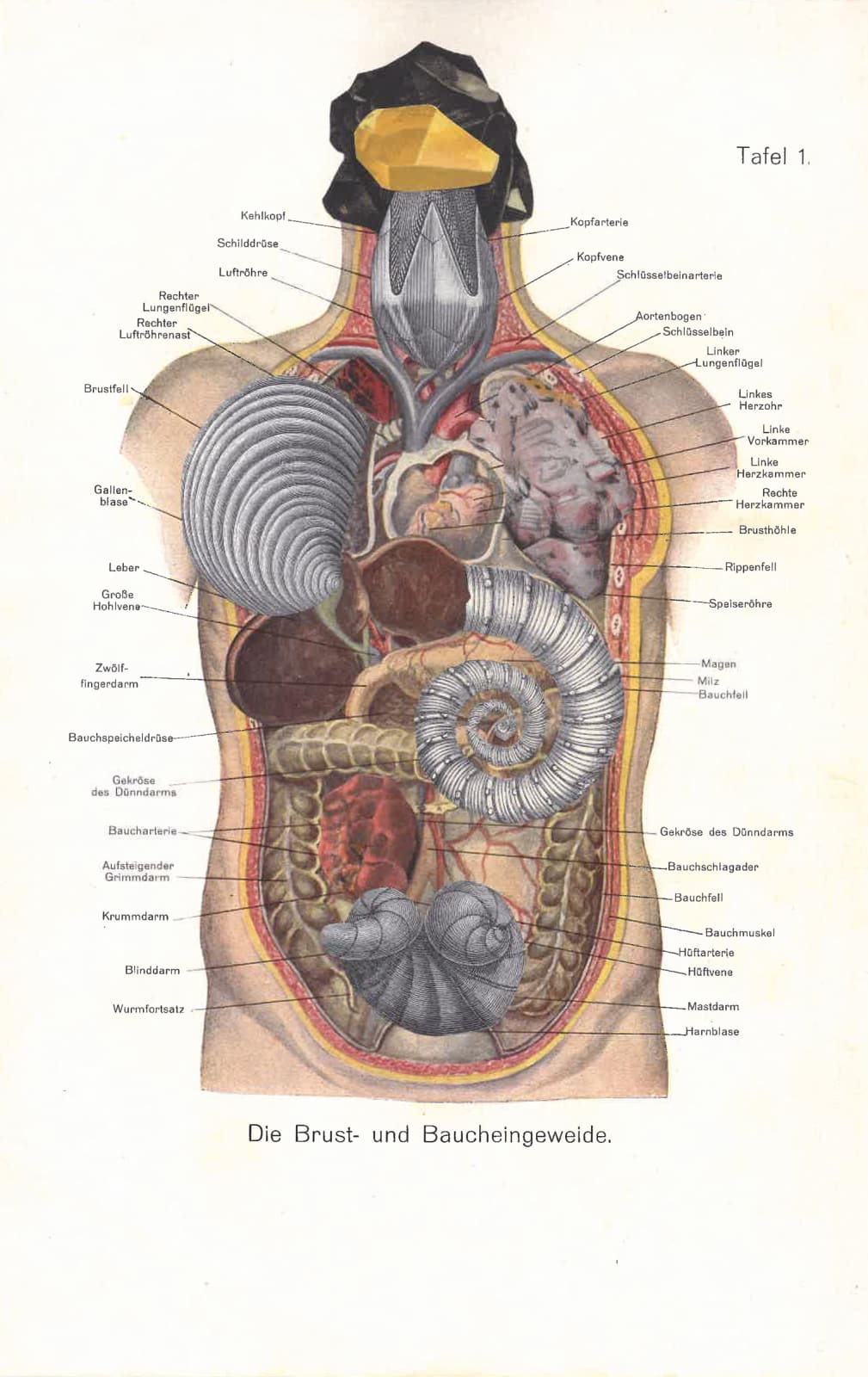 Melody Owen, Are You Animal, Vegetable or Mineral III, 2019