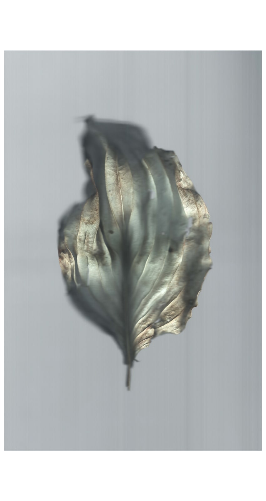 Ann Hamilton, sense · hosta leaf, 2022