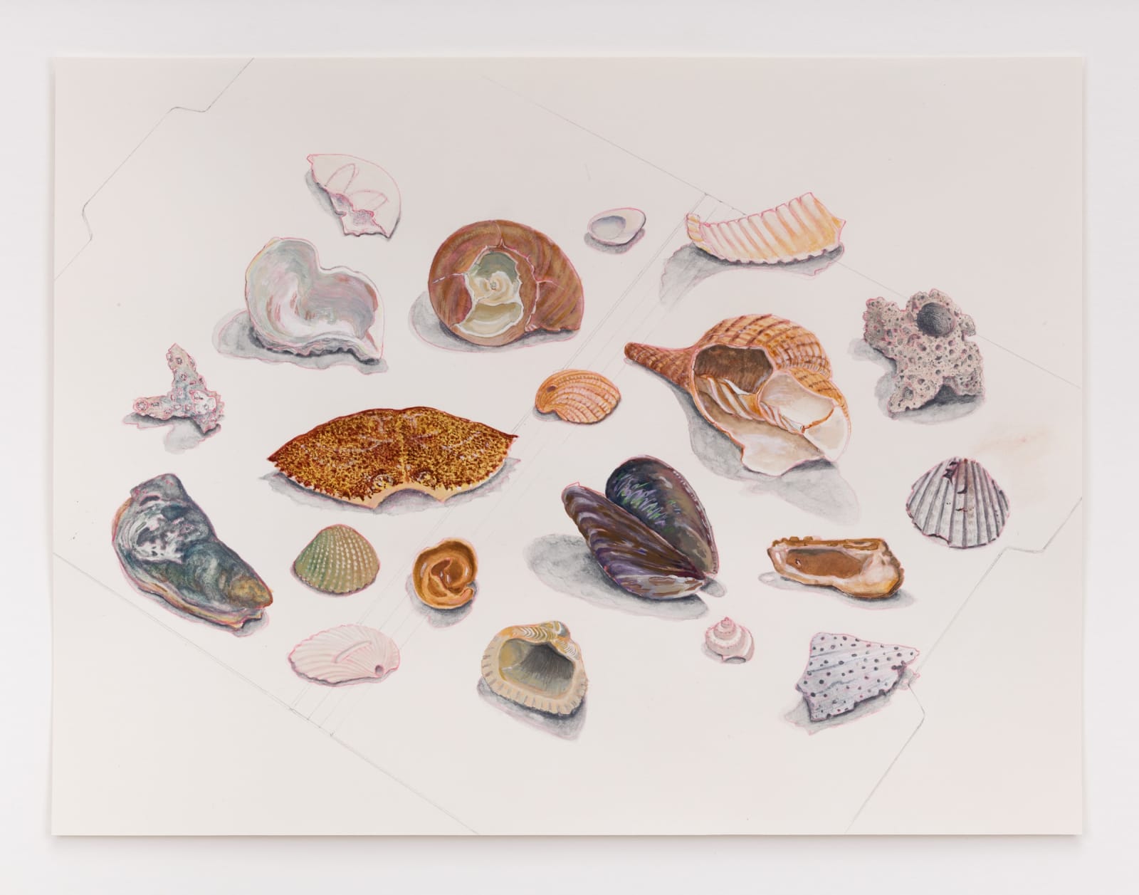 Mario Gallucci, Shell Collection, 2021